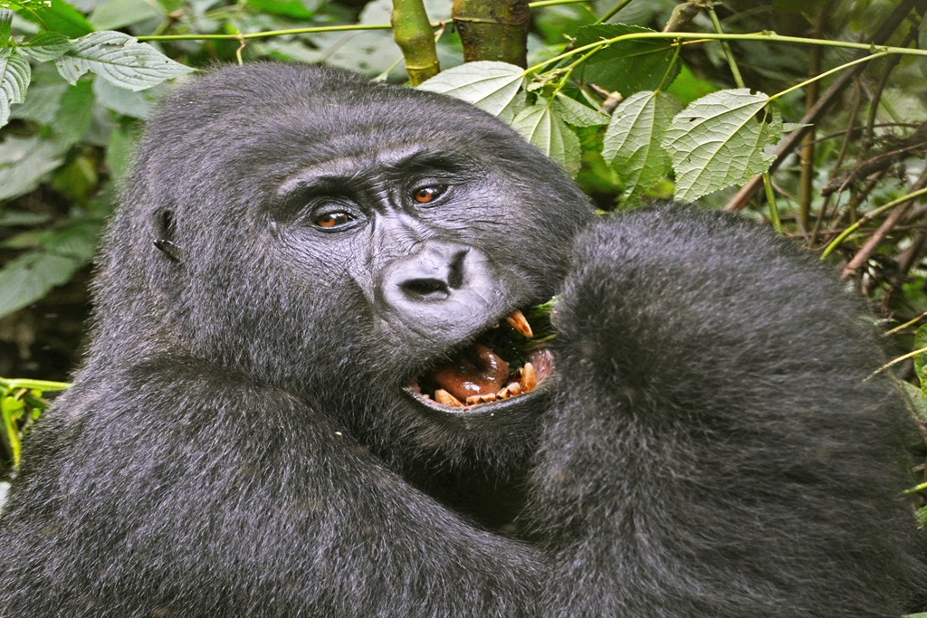 Nyakagezi Gorilla Family
