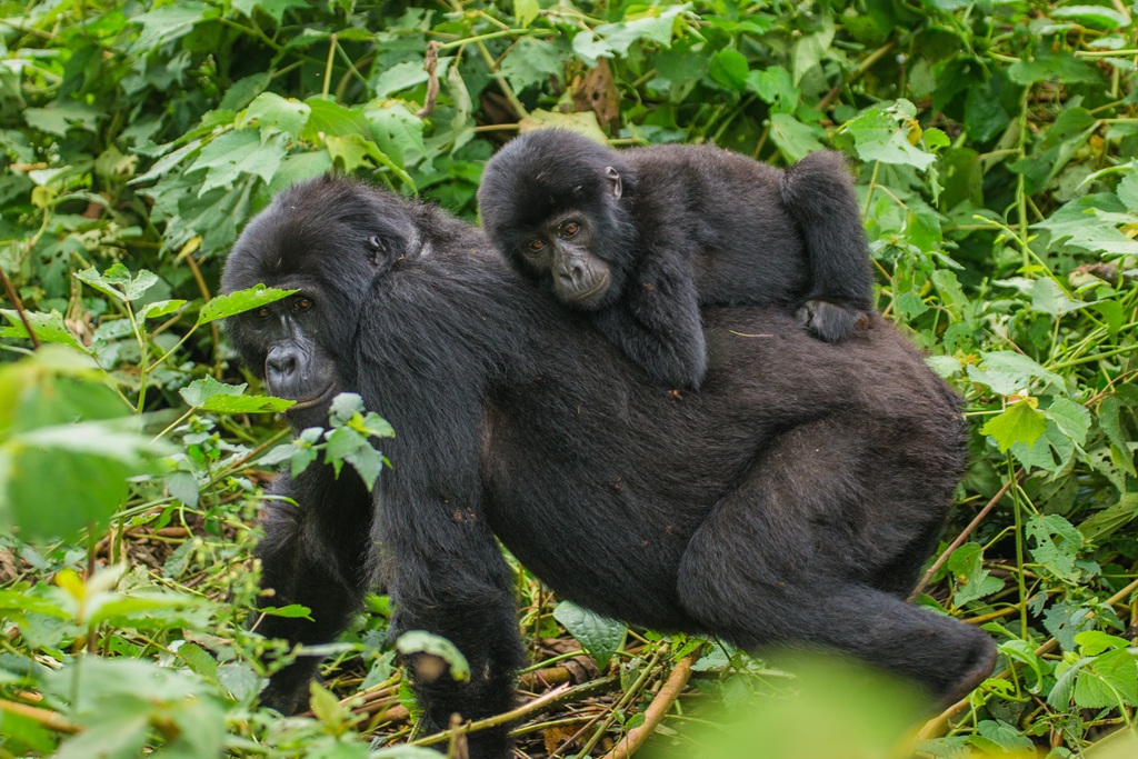 Nyakagezi Gorilla Family