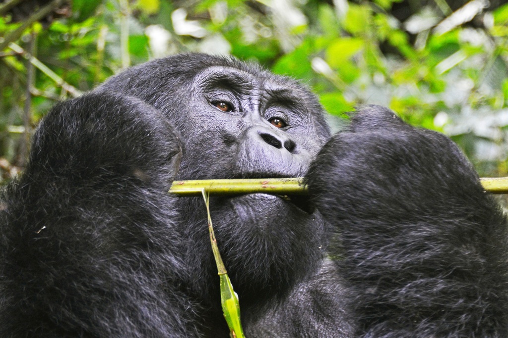 Why Are Mountain Gorillas Endangered