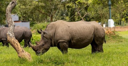 Rhinos Introduced to Kidepo Valley National Park