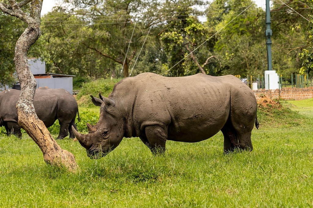 Rhinos Introduced to Kidepo Valley National Park