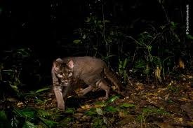 Golden Cat Tracking safari in Kibale National Park