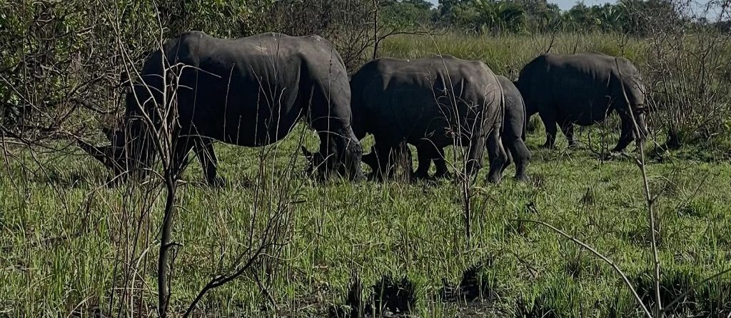 Rhino Tracking tours in Uganda