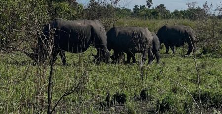 Rhino Tracking tours in Uganda