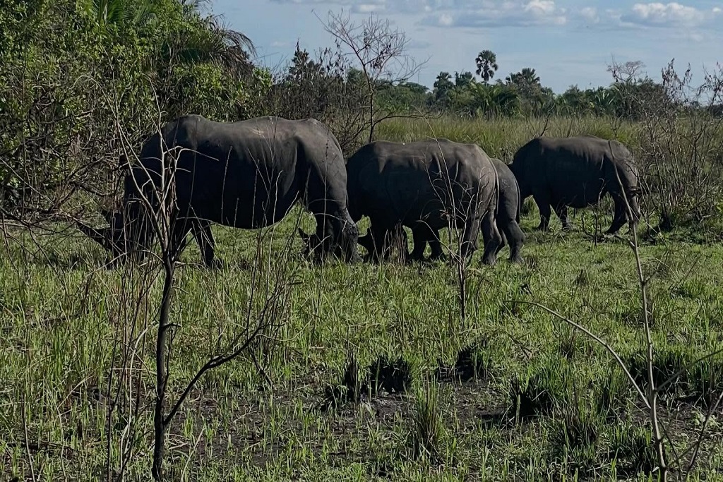 Rhino Tracking tours in Uganda
