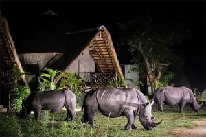 Rhino Tracking tours in Uganda