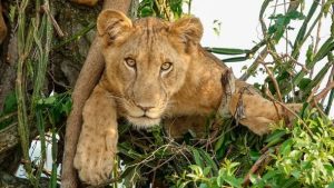 Experiential lion tracking in Queen Elizabeth National Park