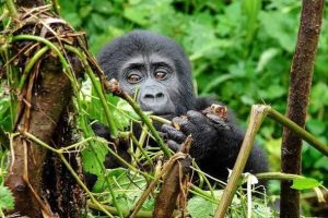 Visiting Uganda during the low season