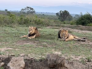 10 Best Uganda National Parks for safari 