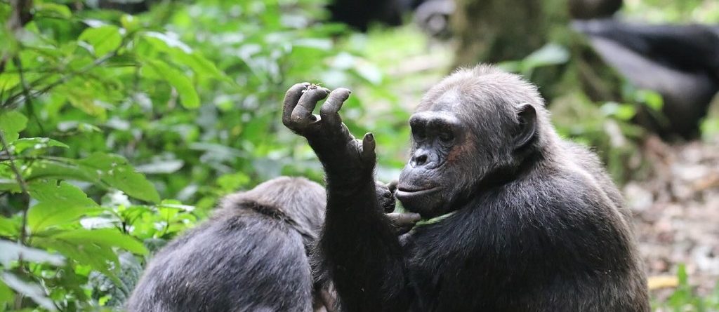 Visiting Uganda during the low season