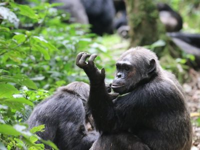 Visiting Uganda during the low season