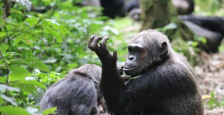 Visiting Uganda during the low season