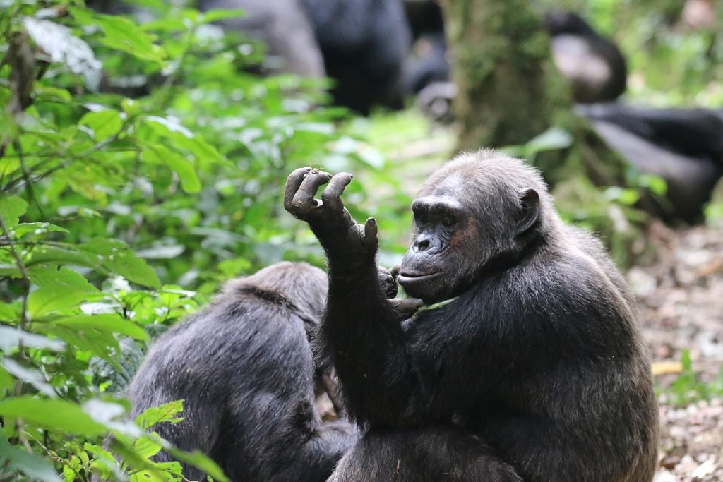 Visiting Uganda during the low season