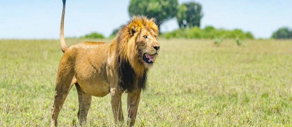 Experiential lion tracking in Queen Elizabeth National Park