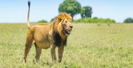Experiential lion tracking in Queen Elizabeth National Park