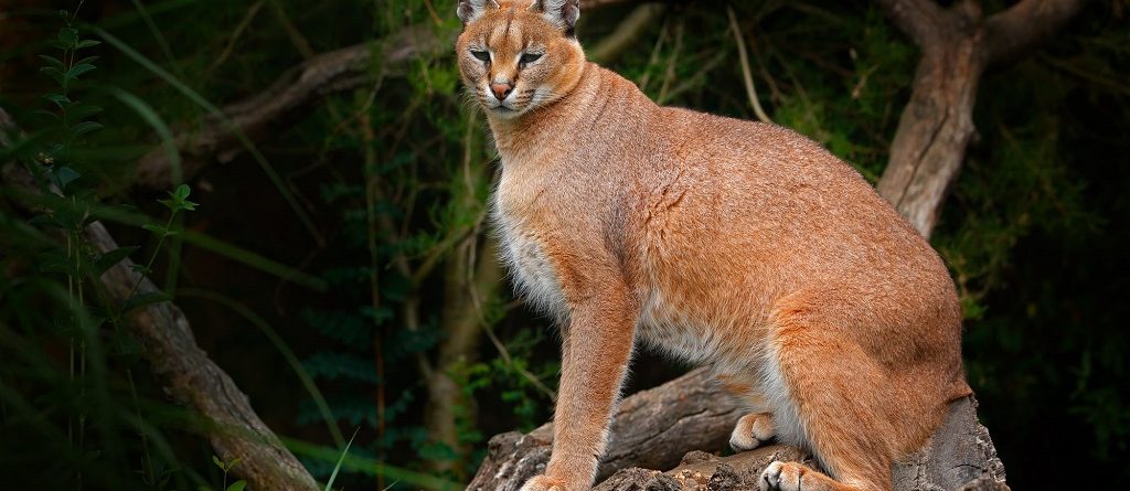 Golden Cat Tracking safari in Kibale National Park