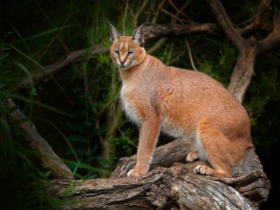 Golden Cat Tracking safari in Kibale National Park