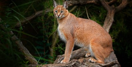 Golden Cat Tracking safari in Kibale National Park