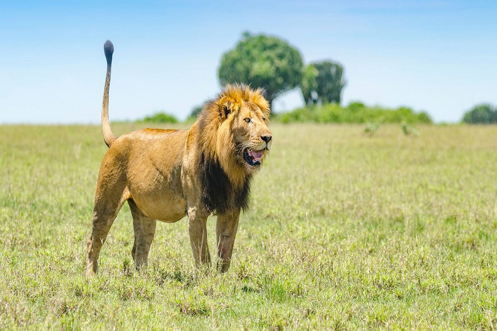 Experiential lion tracking in Queen Elizabeth National Park