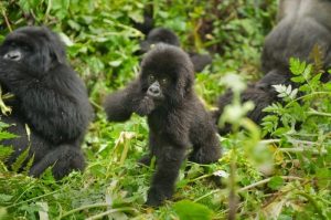 Discounted Rwanda Gorilla permit prices 2026