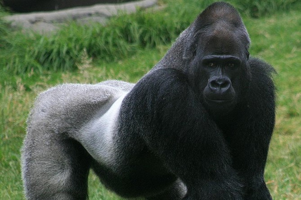 5 days safari to Kahuzi-Biega national park, Goma and Masisi territory