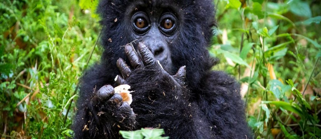 Discounted Rwanda Gorilla permit prices 2026