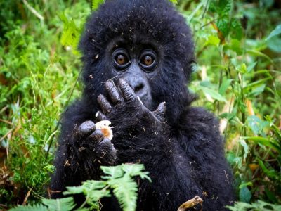 Discounted Rwanda Gorilla permit prices 2026