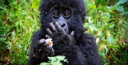 Discounted Rwanda Gorilla permit prices 2026