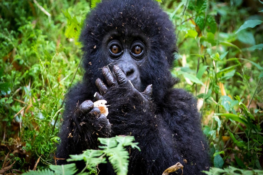 Discounted Rwanda Gorilla permit prices 2026