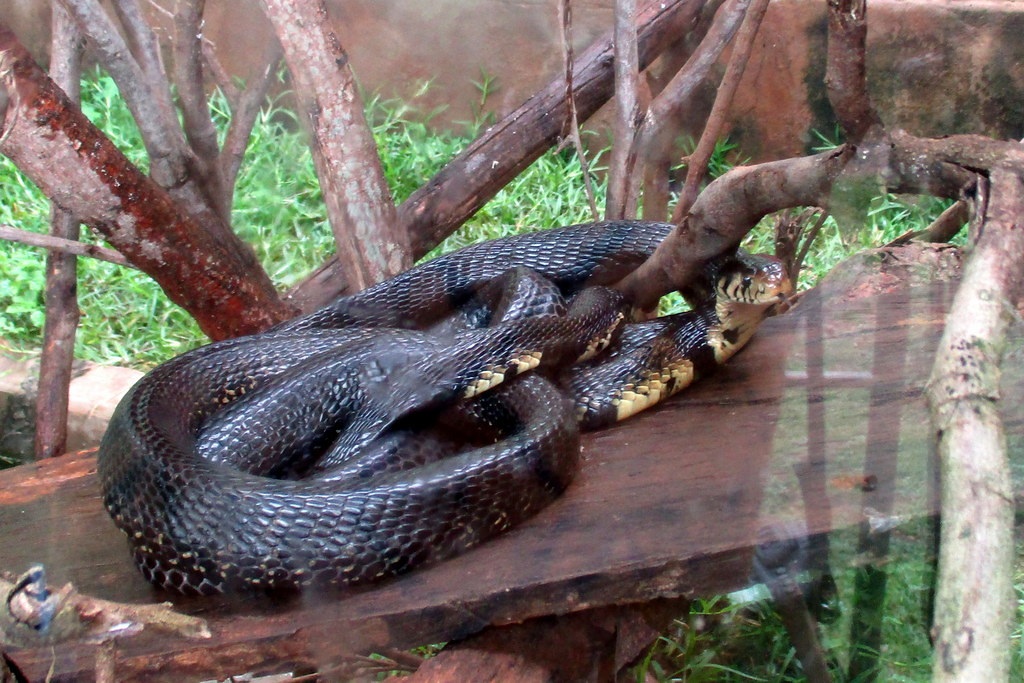 Source Of the Nile Reptile Park