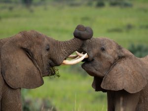 Wildlife photography safari in Uganda