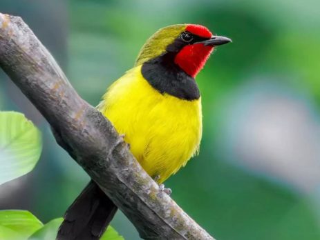 Top bird watching spots in Rwanda
