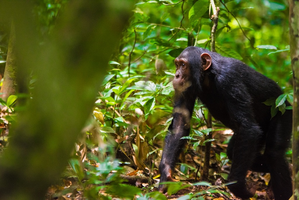 Kibira National Park in Burundi