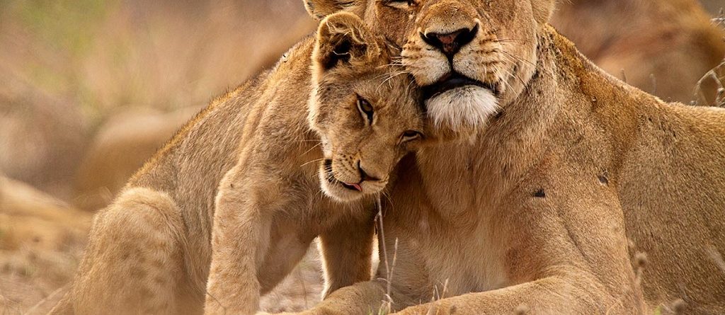 Wildlife photography safari in Uganda