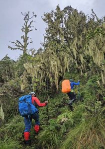 Rwenzori Mountains National Park Hiking Tours.