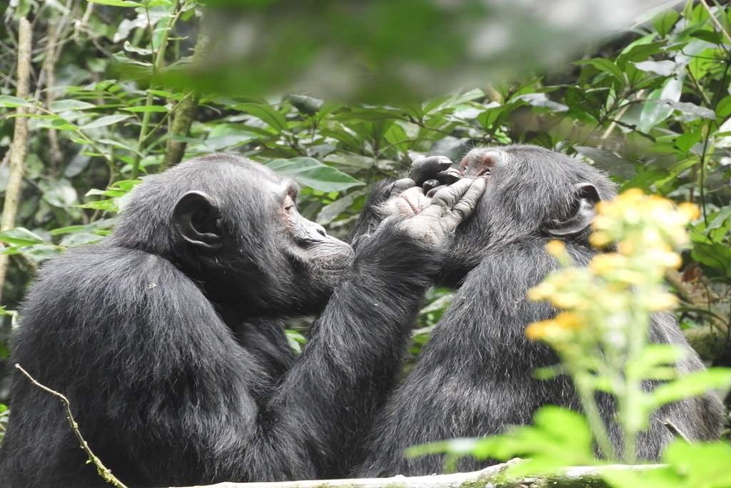 Gombe National Park in Tanzania