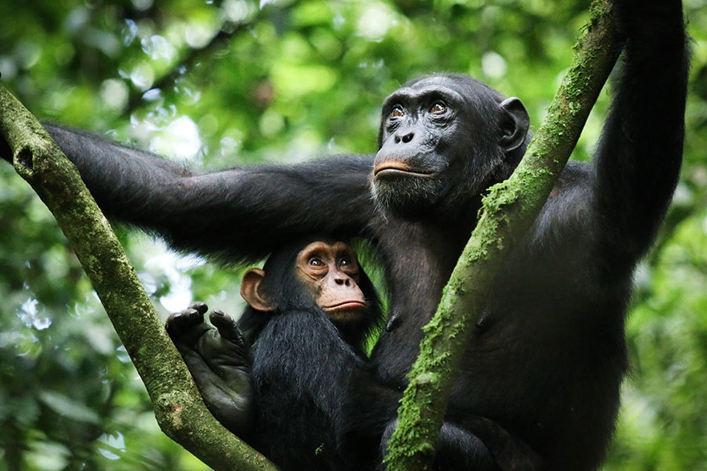 8 Days Gombe National Park Tanzania Chimpanzee Tracking & Cultural safari from Burundi