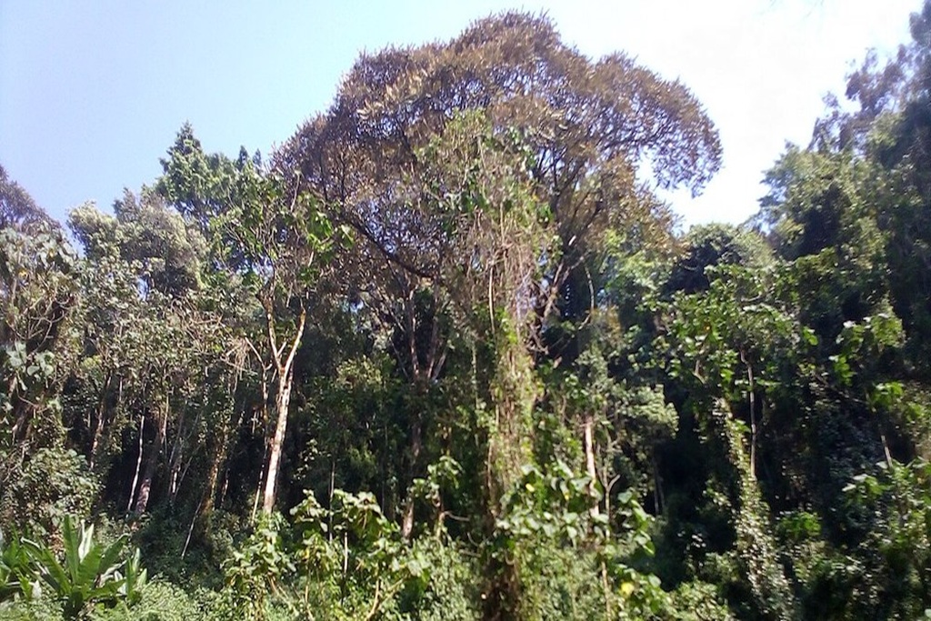 Vyanda Forest Nature Reserve