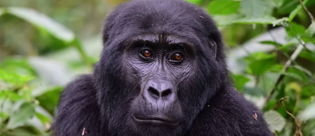 What is Rwanda Famous for?