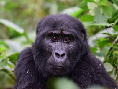 What is Rwanda Famous for?