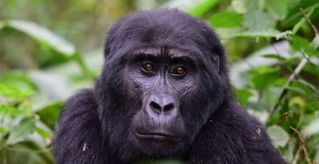 What is Rwanda Famous for?