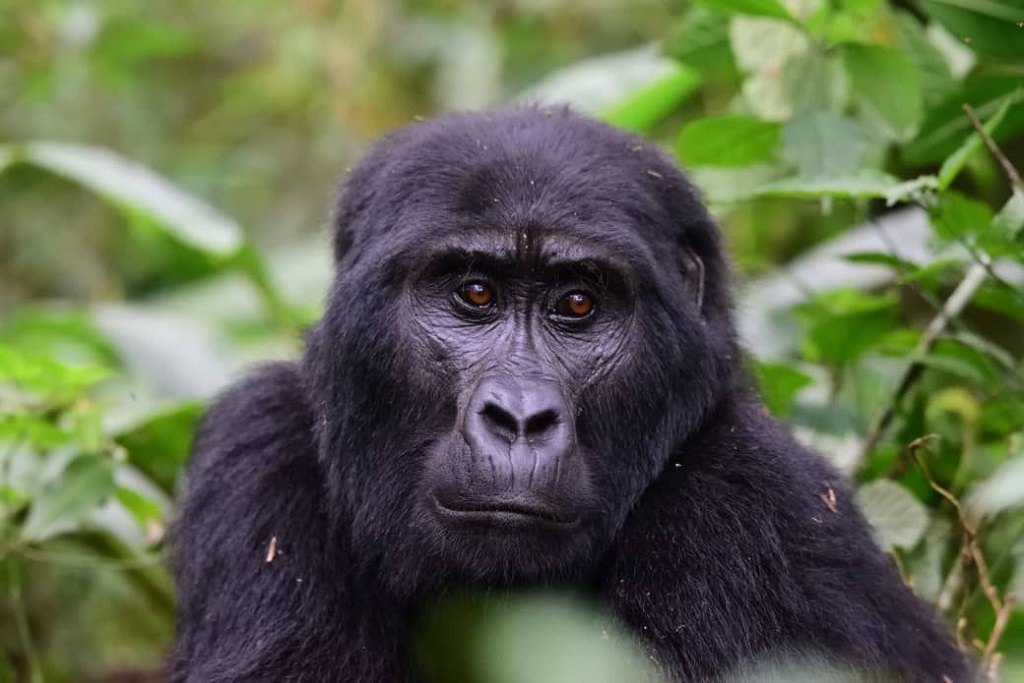 What is Rwanda Famous for?