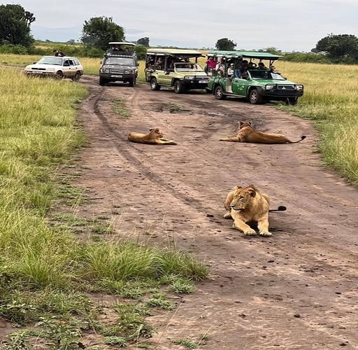 Booking a Uganda Safari from Italy