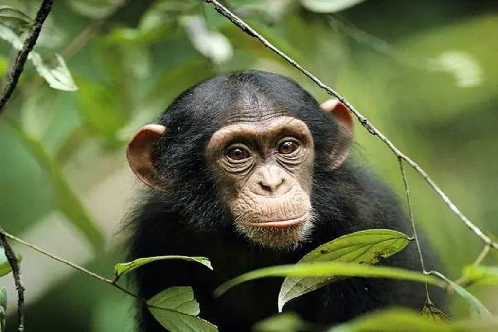 Bururi Forest Nature Reserve in Burundi