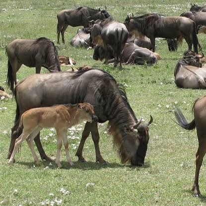 Activities to do in Arusha