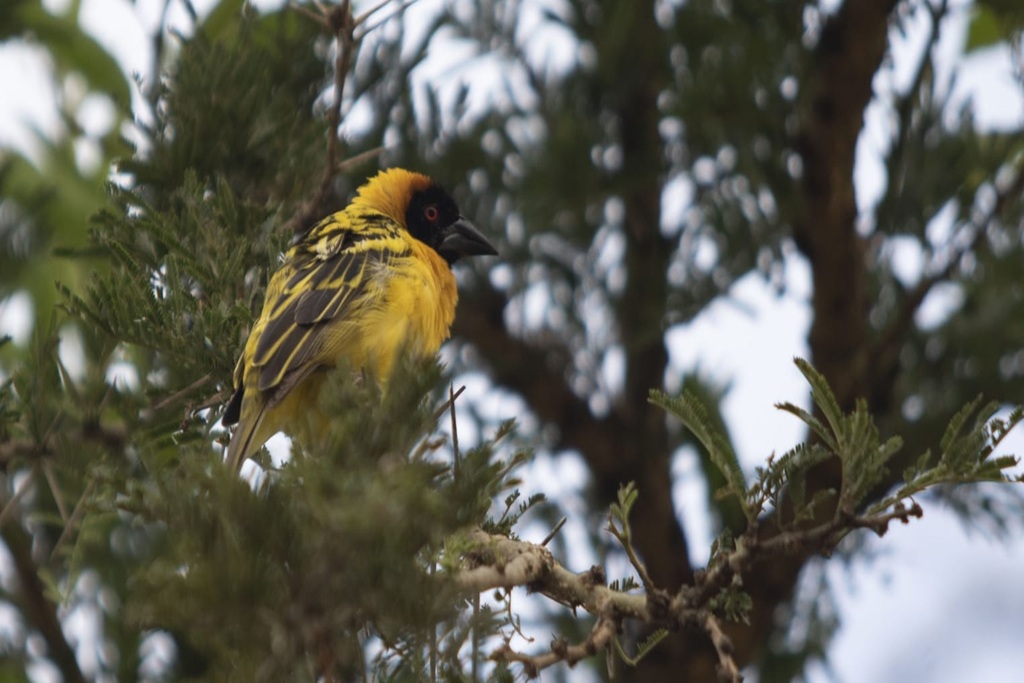 3 Days Birding Tour in Burundi