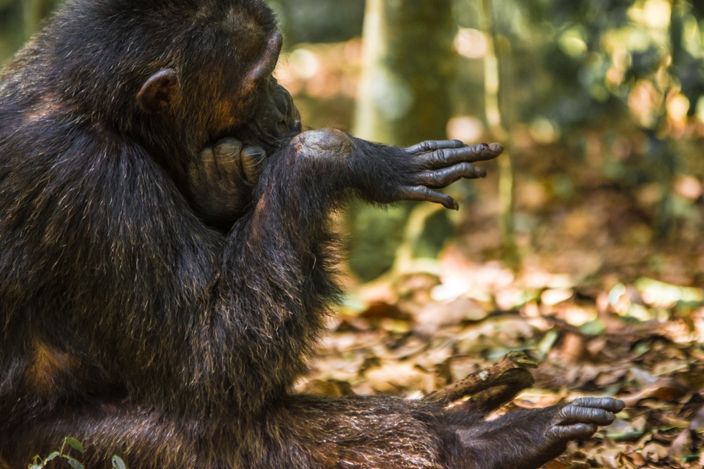 5 Days Burundi Chimpanzee Safari with Teza Tea, Fishing and Monument Tour