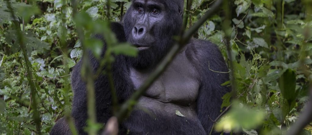 Are Gorillas Dangerous Species