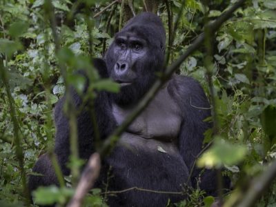 Are Gorillas Dangerous Species