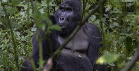Are Gorillas Dangerous Species